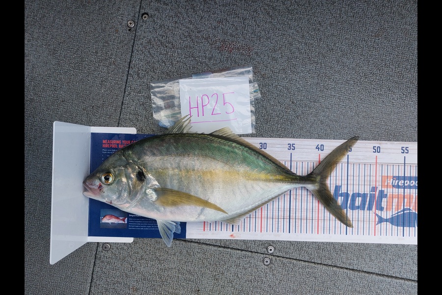 Andrew Wooster caught this 40.5cm Trevally at Wellington during The Hirepool Baitmates Fishing Comp