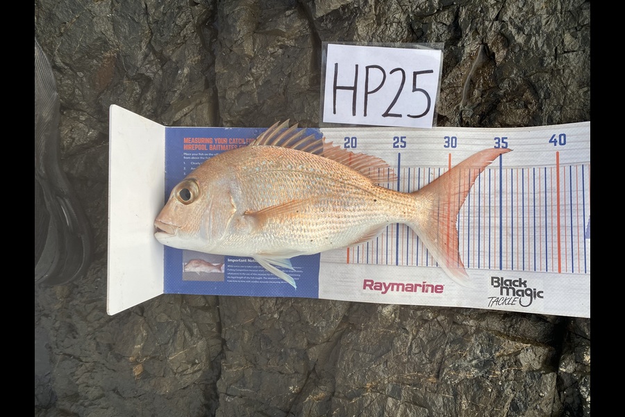 Joshua Hohaia caught this 30.5cm Snapper at Auckland during The Hirepool Baitmates Fishing Comp
