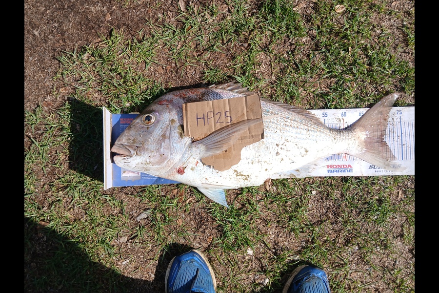 Bryce Taylor caught this 70.5cm Snapper at Northland during The Hirepool Baitmates Fishing Comp