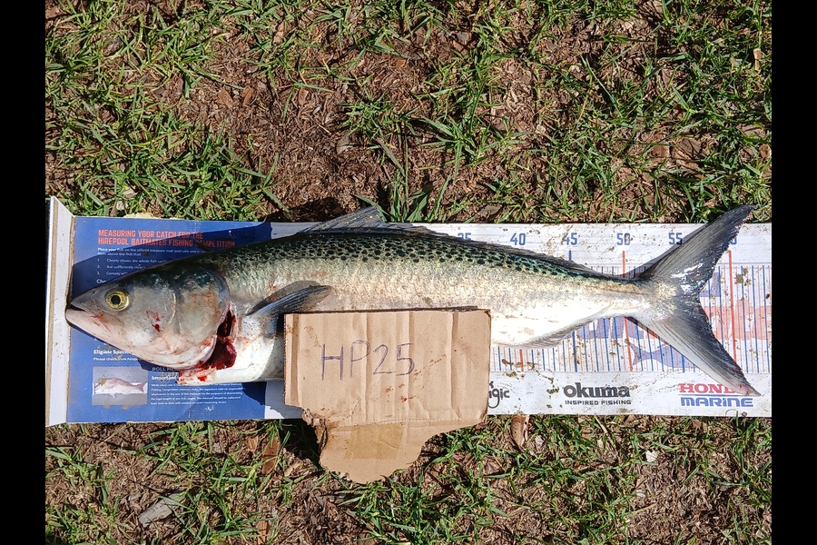 Bryce Taylor caught this 57.0cm Kahawai at Northland during The Hirepool Baitmates Fishing Comp