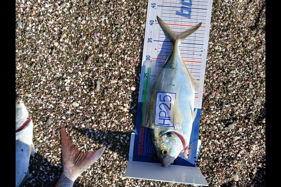 Ryan Hardie caught this 37.5cm Trevally at Northland during The Hirepool Baitmates Fishing Comp