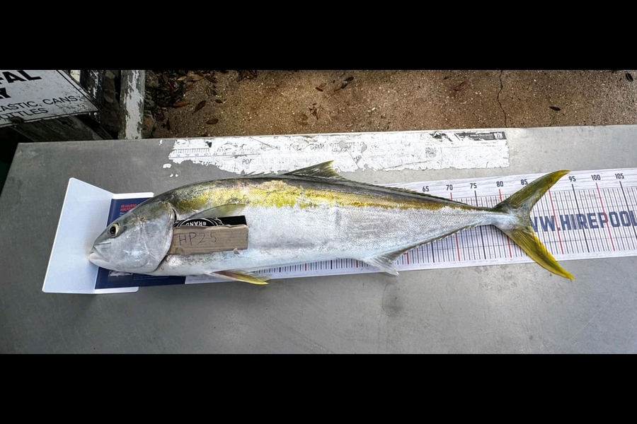 Peter Robb caught this 85.0cm Kingfish at Coromandel during The Hirepool Baitmates Fishing Comp