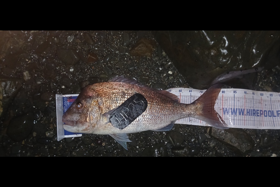 Mitchell Lindsay caught this 76.0cm Snapper at Auckland during The Hirepool Baitmates Fishing Comp