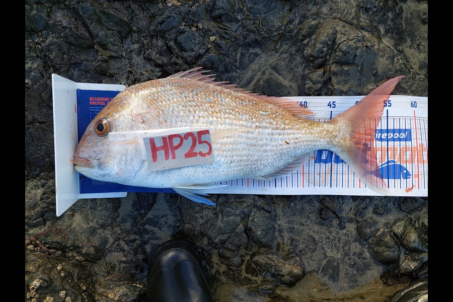 Blair Parrish caught this 52.0cm Snapper at Northland during The Hirepool Baitmates Fishing Comp