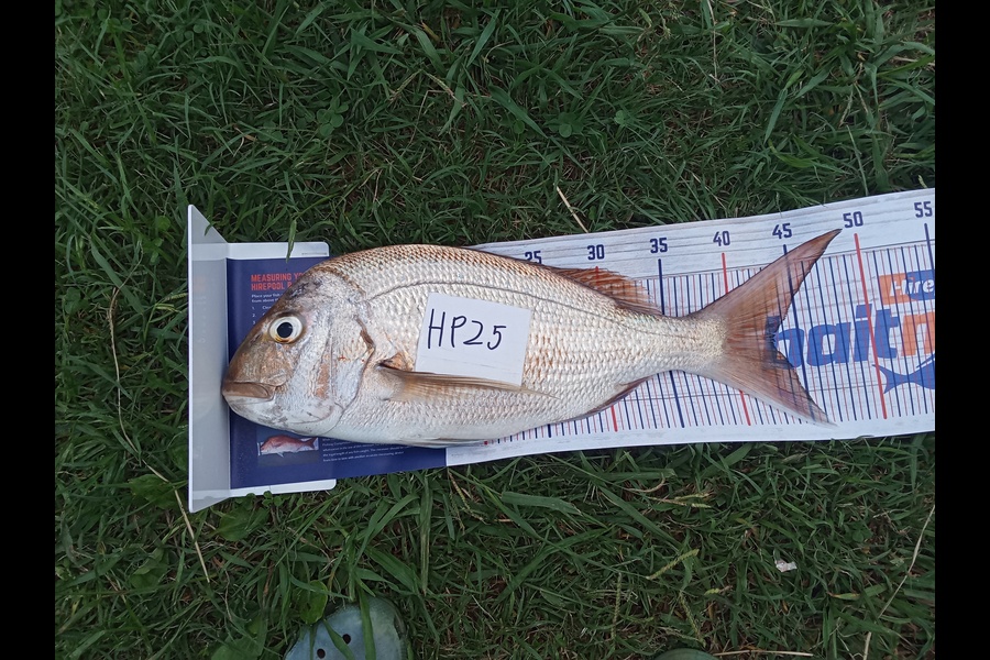 Phill Saunders caught this 43cm Snapper at Coromandel during The Hirepool Baitmates Fishing Comp