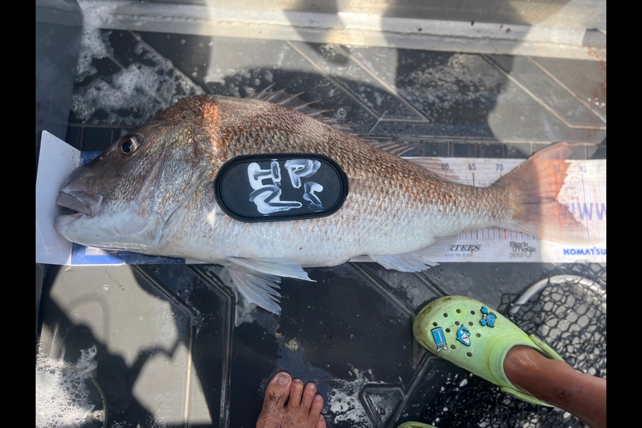 Jamie  White caught this 79.5cm Snapper at Northland during The Hirepool Baitmates Fishing Comp
