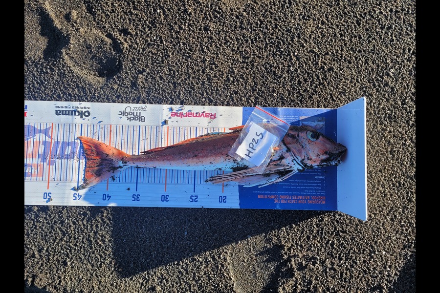 Francis Akuhata-brown caught this 44.0cm Gurnard at Hawkes Bay during The Hirepool Baitmates Fishing Comp
