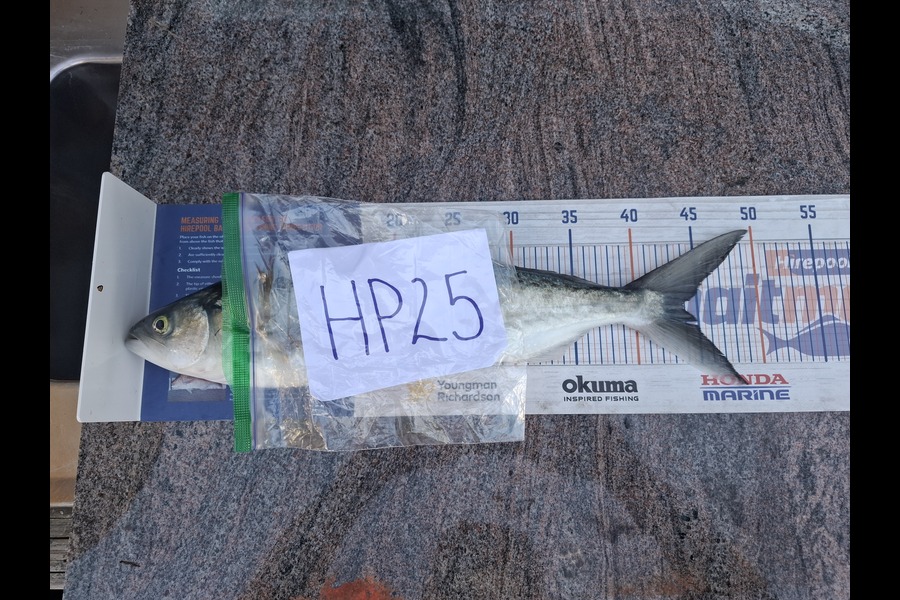 Shane Cole caught this 44.0cm Kahawai at Bay of Plenty during The Hirepool Baitmates Fishing Comp