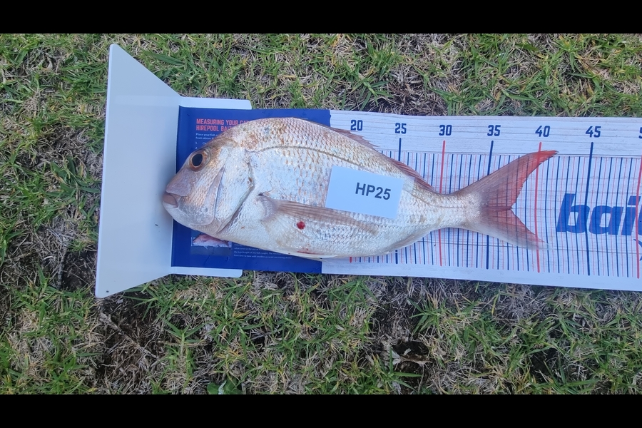 Tain Rookes caught this 37.5cm Snapper at Auckland during The Hirepool Baitmates Fishing Comp