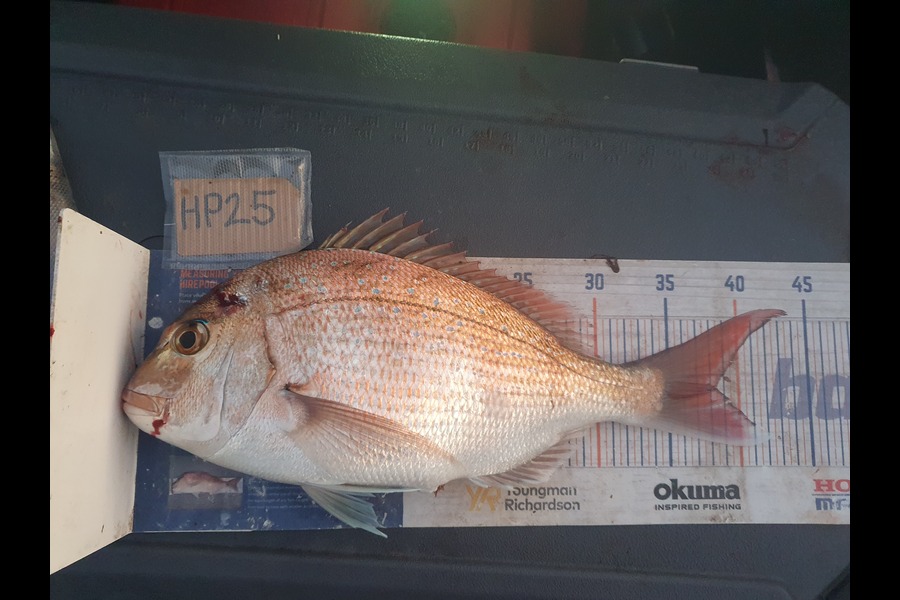 Dan Musson caught this 38cm Snapper at Wellington during The Hirepool Baitmates Fishing Comp