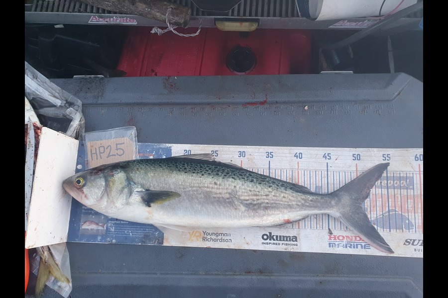 Dan Musson caught this 50.0cm Kahawai at Wellington during The Hirepool Baitmates Fishing Comp
