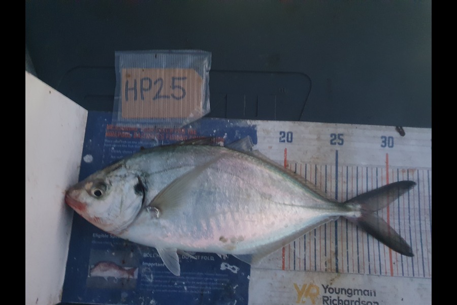 Dan Musson caught this 28.5cm Trevally at Wellington during The Hirepool Baitmates Fishing Comp