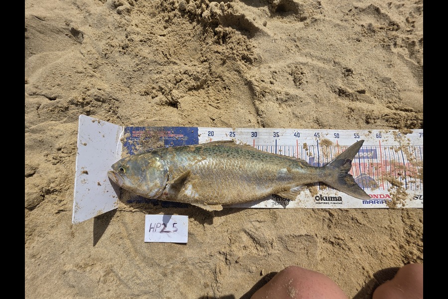 Peter Dunn caught this 51.5cm Kahawai at Northland during The Hirepool Baitmates Fishing Comp