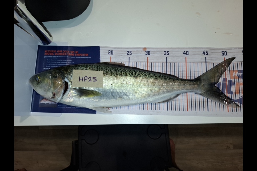 Kelvin Carpenter caught this 47.0cm Kahawai at Hawkes Bay during The Hirepool Baitmates Fishing Comp