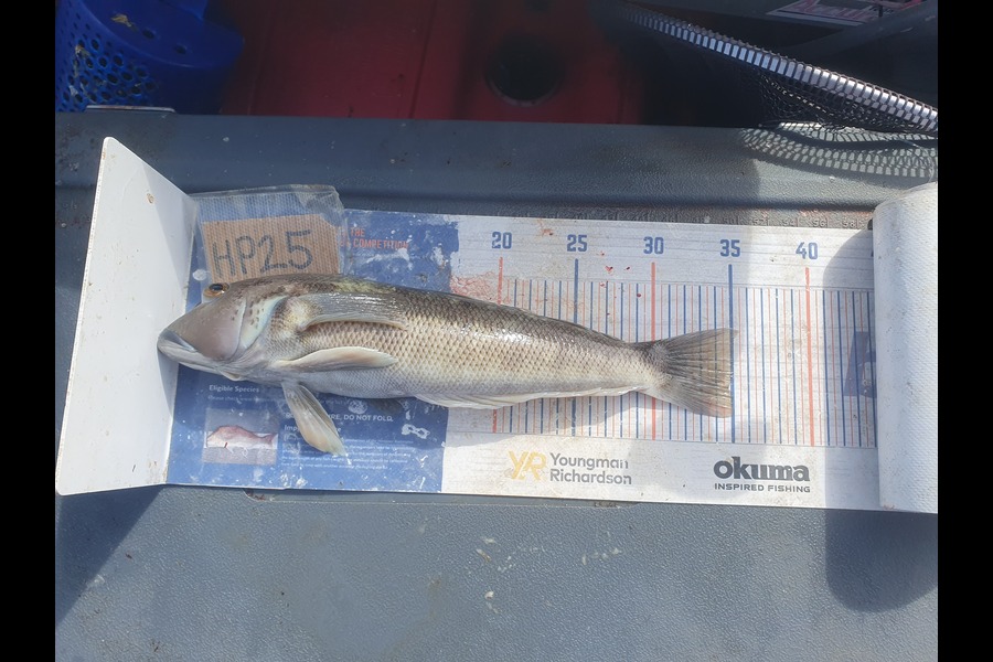 Dan Musson caught this 35.0cm Blue Cod at Wellington during The Hirepool Baitmates Fishing Comp