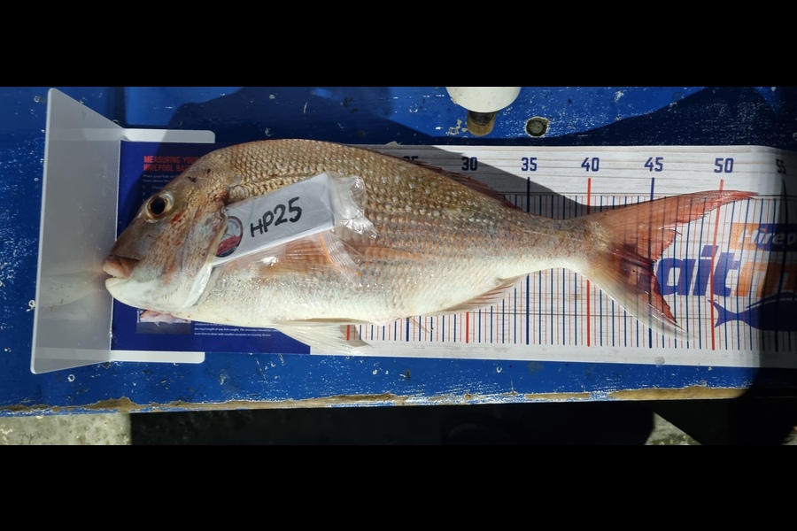 Matt Gane caught this 45.0cm Snapper at Auckland during The Hirepool Baitmates Fishing Comp
