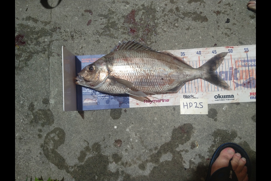 Steve  Brown  caught this 44.5cm Tarakihi at Wellington during The Hirepool Baitmates Fishing Comp