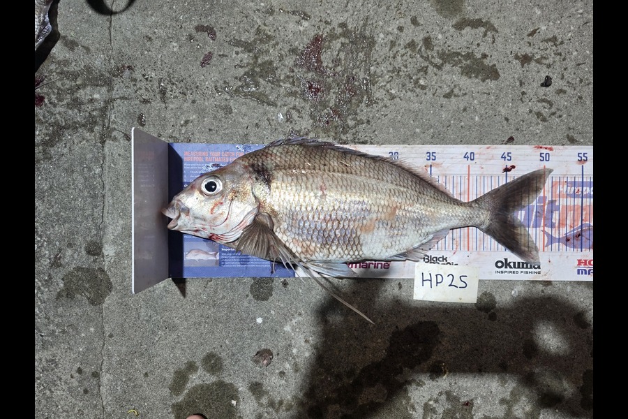 David  Douglas  caught this 46.0cm Tarakihi at Wellington during The Hirepool Baitmates Fishing Comp