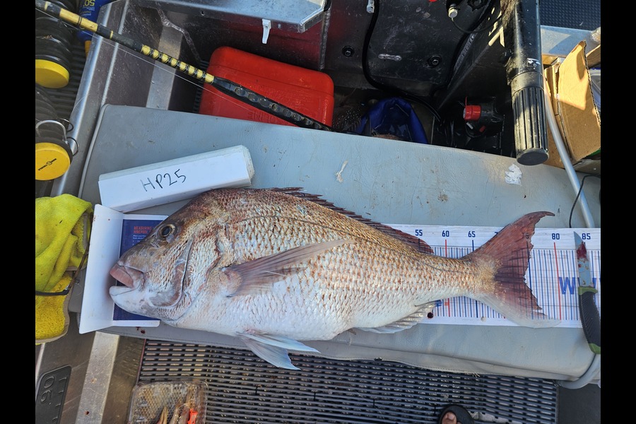 Ben Cullen caught this 74.0cm Snapper at Auckland during The Hirepool Baitmates Fishing Comp