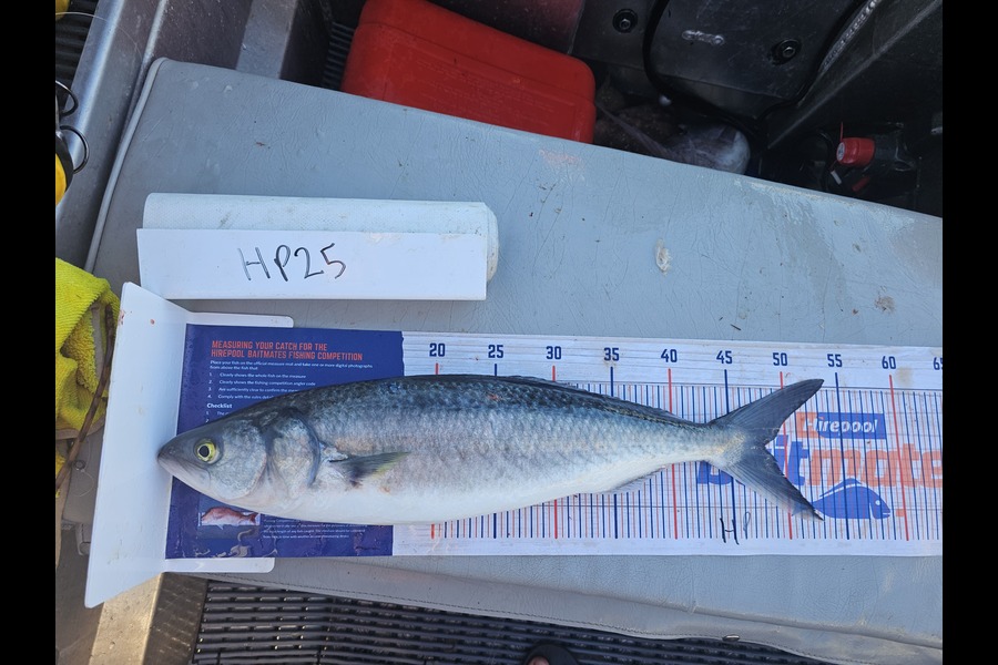 Ben Cullen caught this 48.0cm Kahawai at Auckland during The Hirepool Baitmates Fishing Comp