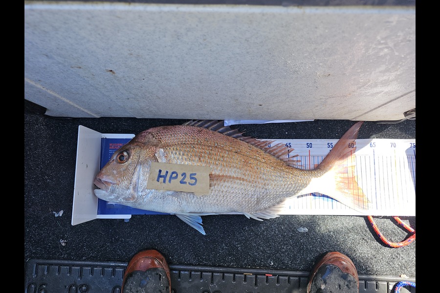 Fletcher Johnson caught this 60.5cm Snapper at Hawkes Bay during The Hirepool Baitmates Fishing Comp