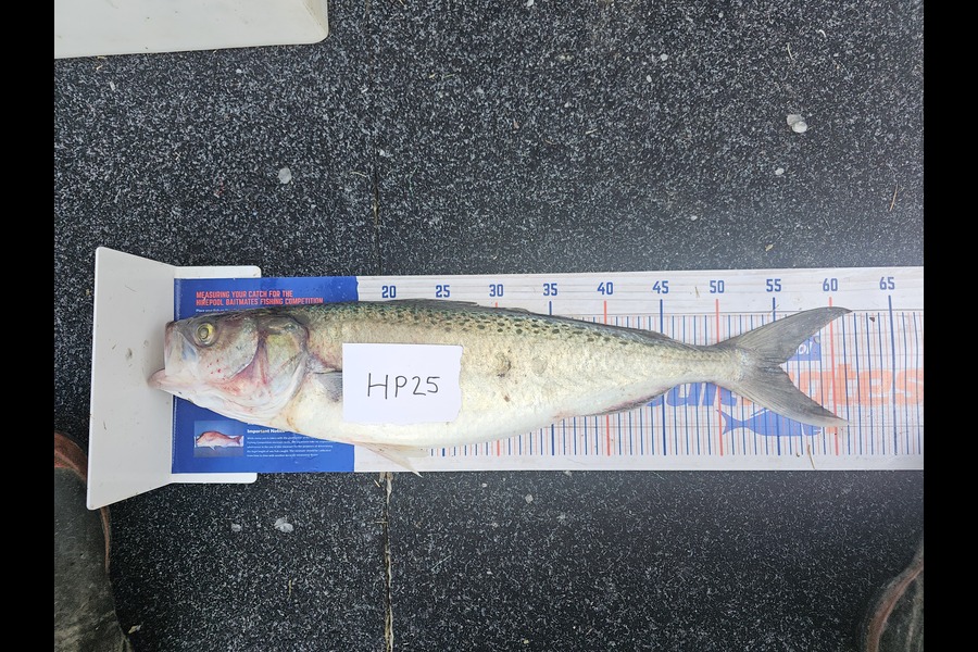 Fletcher Johnson caught this 55.0cm Kahawai at Hawkes Bay during The Hirepool Baitmates Fishing Comp