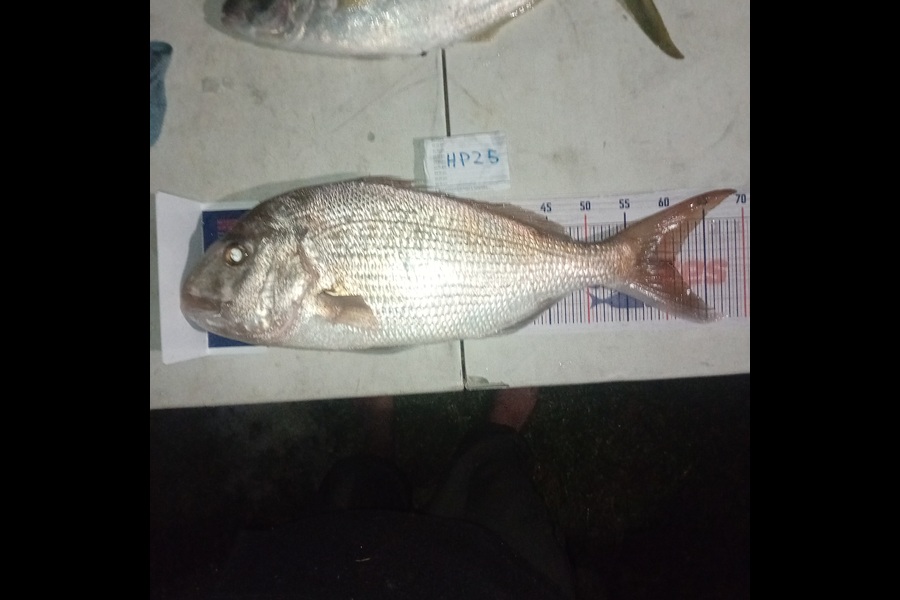Jose Broughton caught this 60.5cm Snapper at Northland during The Hirepool Baitmates Fishing Comp