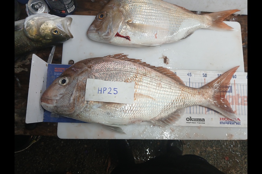 Cory Bellamy caught this 56.0cm Snapper at Northland during The Hirepool Baitmates Fishing Comp