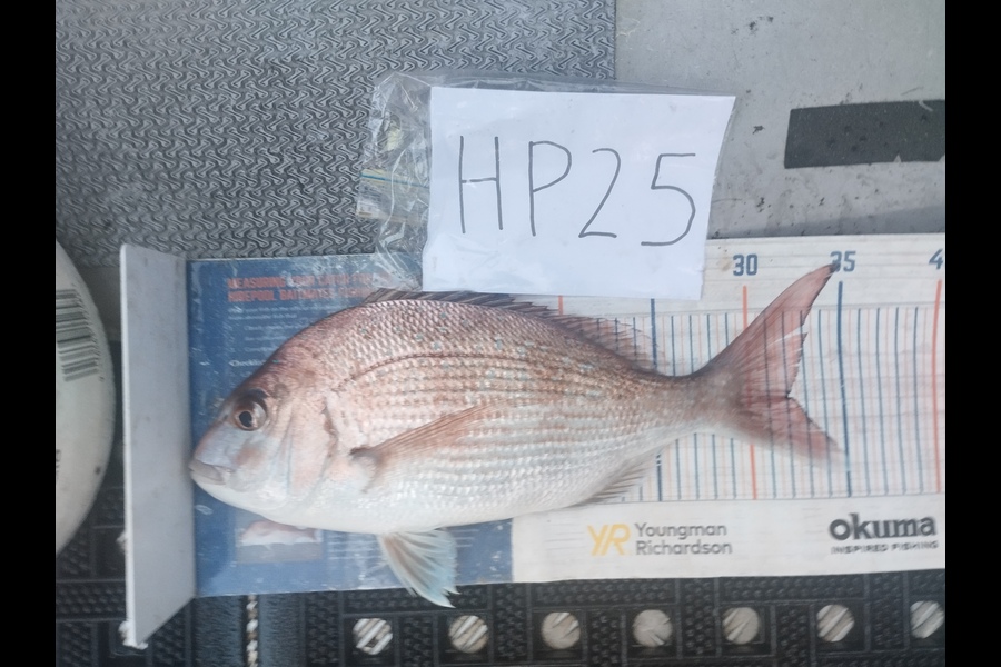 Duncan Pringle caught this 32.0cm Snapper at Wellington during The Hirepool Baitmates Fishing Comp