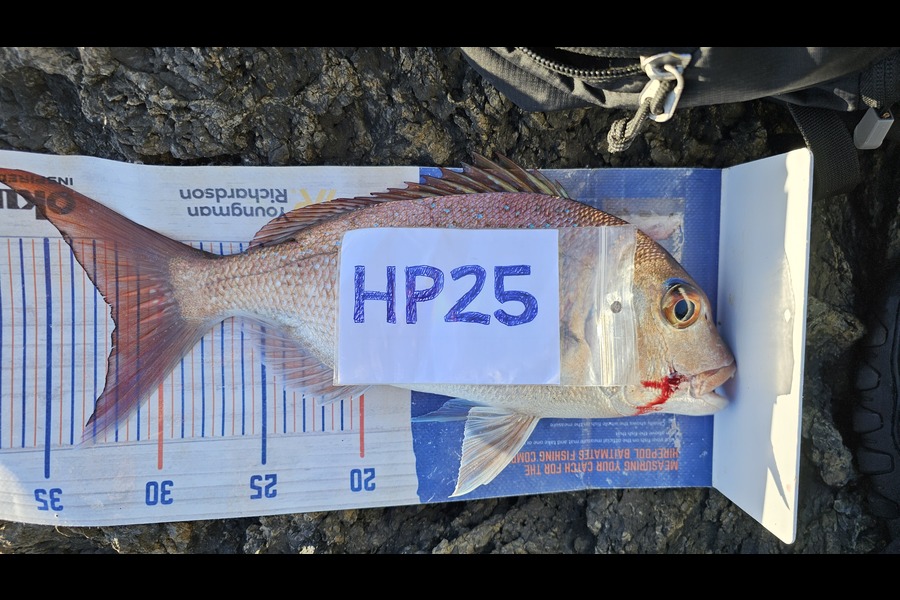 Troy Rae-Royle caught this 32.0cm Snapper at Auckland during The Hirepool Baitmates Fishing Comp