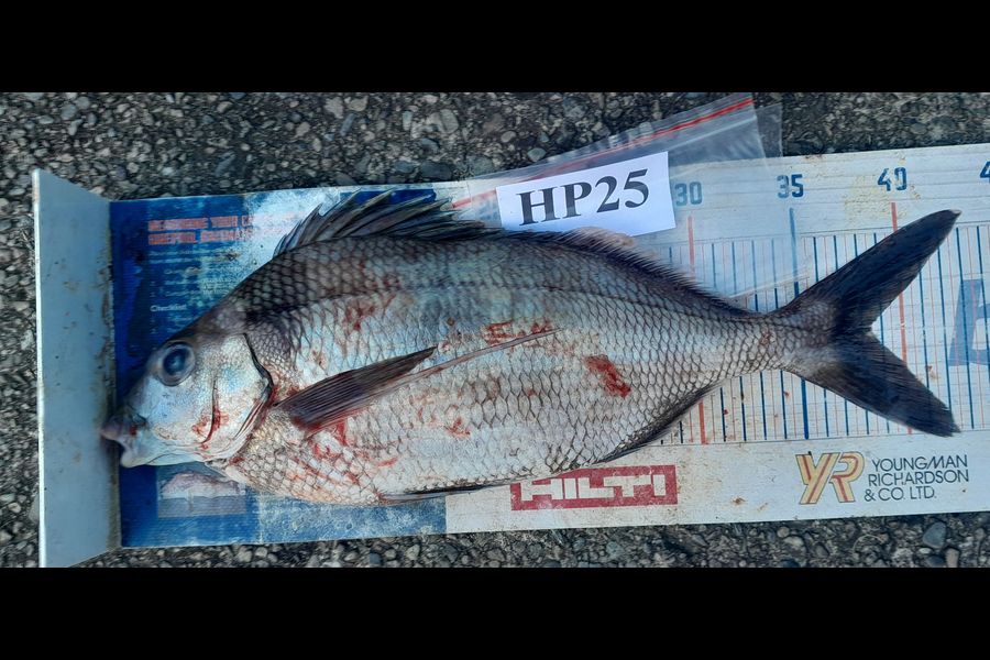 Leigh Page caught this 38.5cm Tarakihi at Wellington during The Hirepool Baitmates Fishing Comp