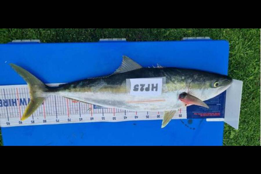 Ian Rouse caught this 85.0cm Kingfish at Hawkes Bay during The Hirepool Baitmates Fishing Comp