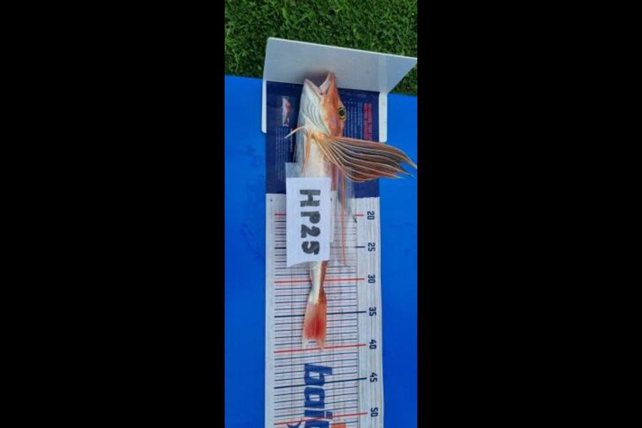 Ian Rouse caught this 38.5cm Gurnard at Hawkes Bay during The Hirepool Baitmates Fishing Comp