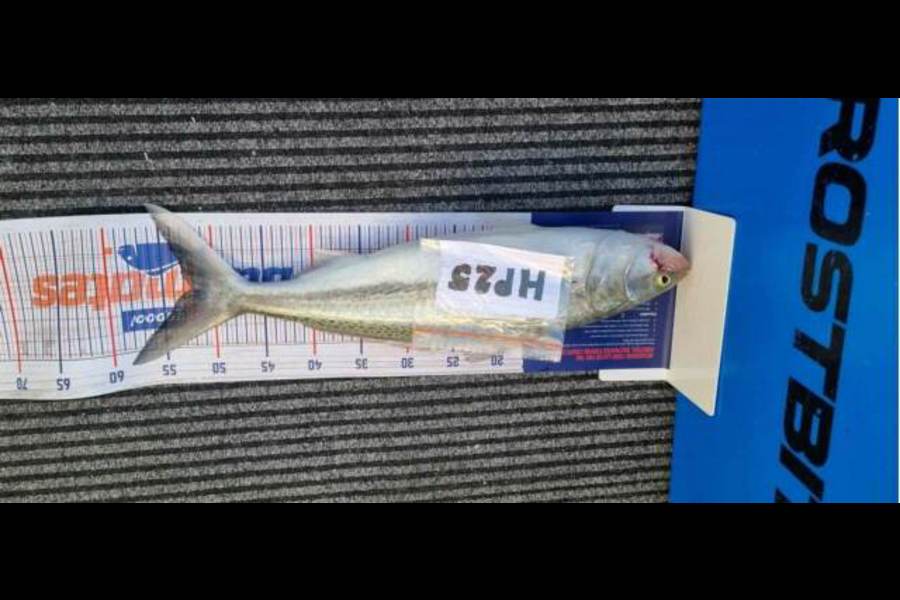 Daryl Lincoln caught this 52.0cm Kahawai at Hawkes Bay during The Hirepool Baitmates Fishing Comp