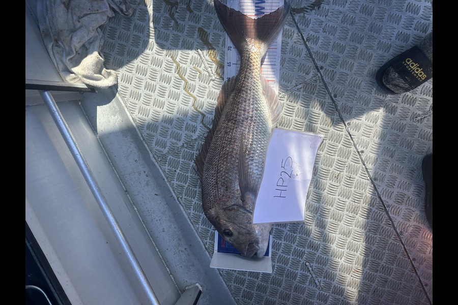 Callum Owen caught this 79.0cm Snapper at Auckland during The Hirepool Baitmates Fishing Comp