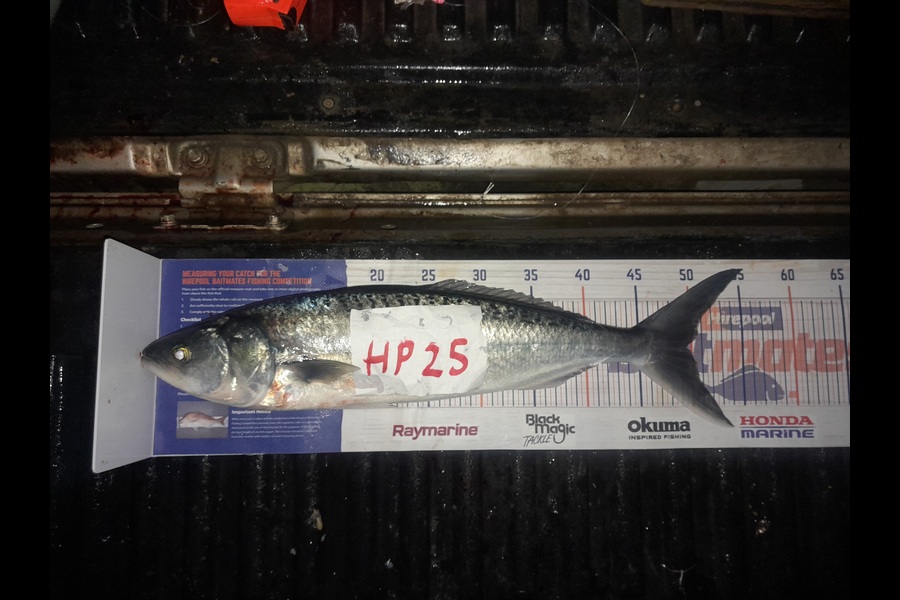 Glenn Morphett caught this 49.0cm Kahawai at Northland during The Hirepool Baitmates Fishing Comp