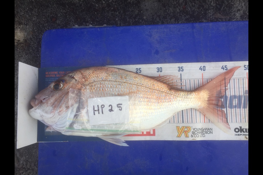 Grant Thompson caught this 44.0cm Snapper at Auckland during The Hirepool Baitmates Fishing Comp