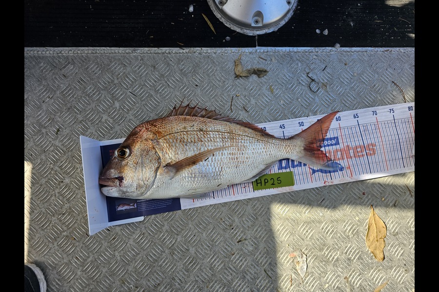 Debbie Cable caught this 53.5cm Snapper at Auckland during The Hirepool Baitmates Fishing Comp