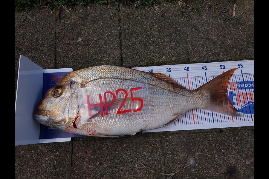 Gareth Mouat caught this 49.0cm Snapper at Bay of Plenty during The Hirepool Baitmates Fishing Comp