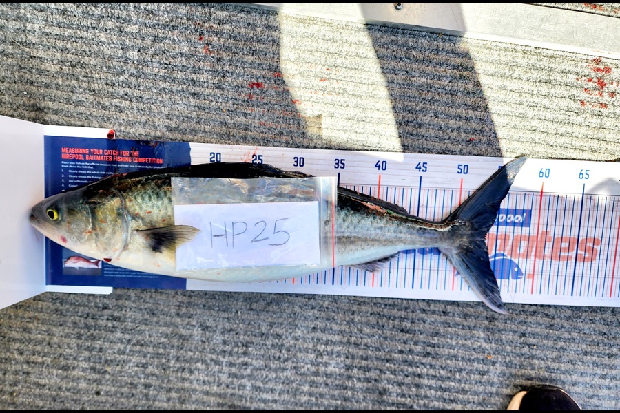 Caleb Van Dragt caught this 53.5cm Kahawai at Bay of Plenty during The Hirepool Baitmates Fishing Comp