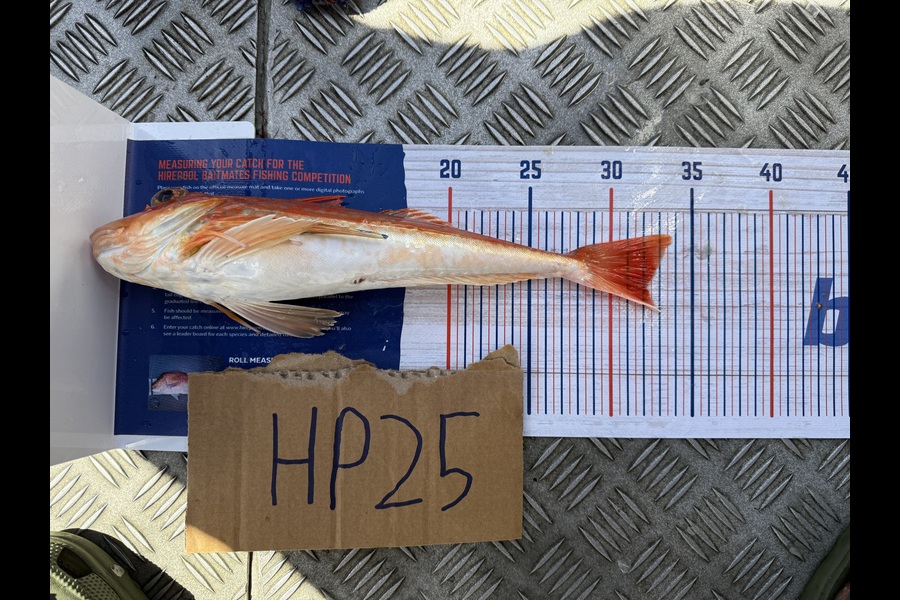 Hamish Sutherland caught this 32.0cm Gurnard at Northland during The Hirepool Baitmates Fishing Comp