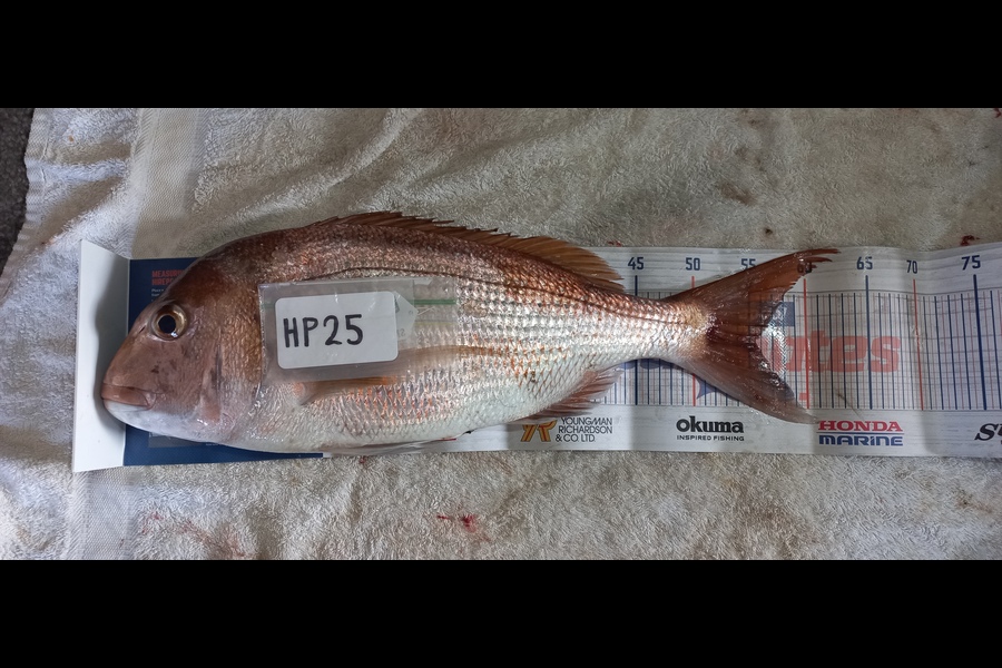 Kerry-Ann  Glover  caught this 55.5cm Snapper at Bay of Plenty during The Hirepool Baitmates Fishing Comp