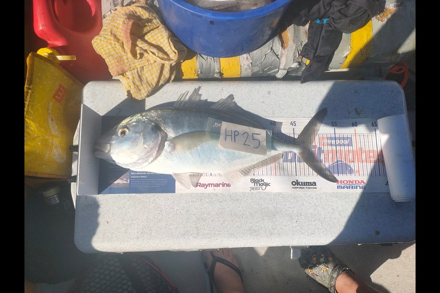 Joshua Martin caught this 48.5cm Trevally at Bay of Plenty during The Hirepool Baitmates Fishing Comp