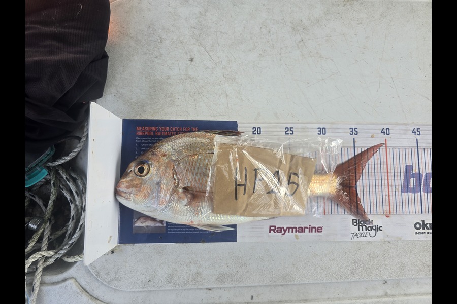 Frazer Hope caught this 35.0cm Snapper at Bay of Plenty during The Hirepool Baitmates Fishing Comp