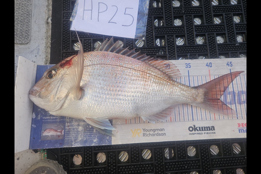 David Kovacs caught this 41.5cm Snapper at Wellington during The Hirepool Baitmates Fishing Comp