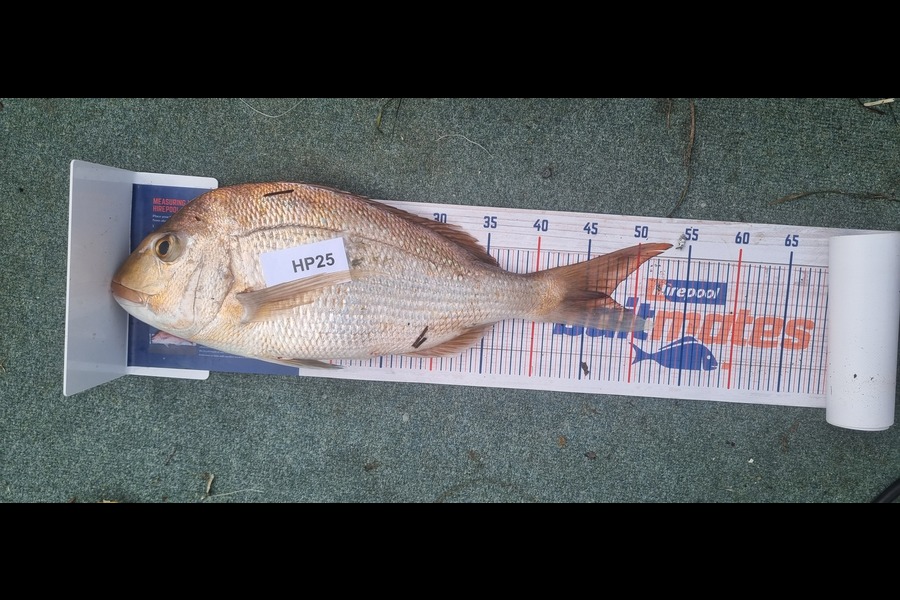 Tain Rookes caught this 47.0cm Snapper at Bay of Plenty during The Hirepool Baitmates Fishing Comp