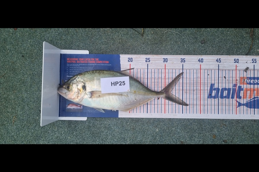 Tain Rookes caught this 31.5cm Trevally at Bay of Plenty during The Hirepool Baitmates Fishing Comp