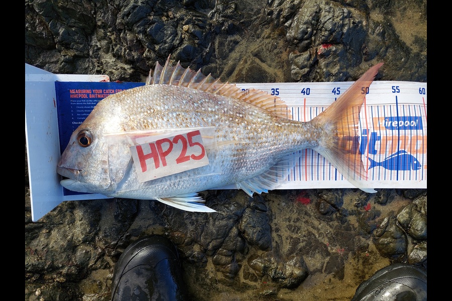 Blair Parrish caught this 48.0cm Snapper at Northland during The Hirepool Baitmates Fishing Comp