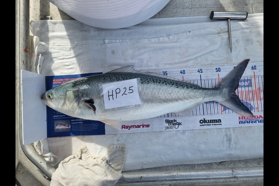 Phillip Rose caught this 54.0cm Kahawai at Nelson/Marlborough during The Hirepool Baitmates Fishing Comp
