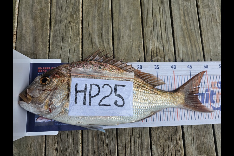 Paula Henderson caught this 46.5cm Snapper at Bay of Plenty during The Hirepool Baitmates Fishing Comp